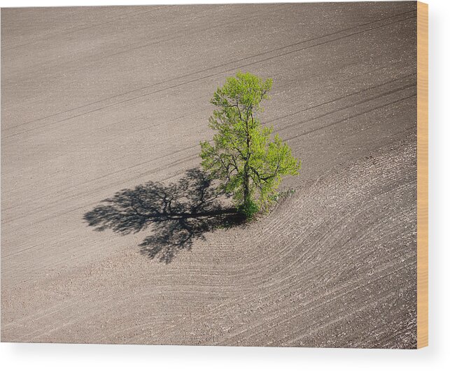 Art Wood Print featuring the photograph A lone tree in a newly seeded corn field. Richmond Ontario dairy farm. by Rob Huntley