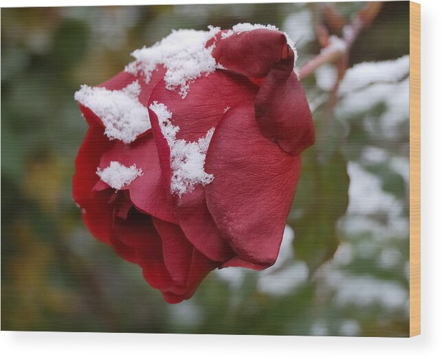Roses Wood Print featuring the photograph A Passing Unrequited - Rose In Winter by Steven Milner