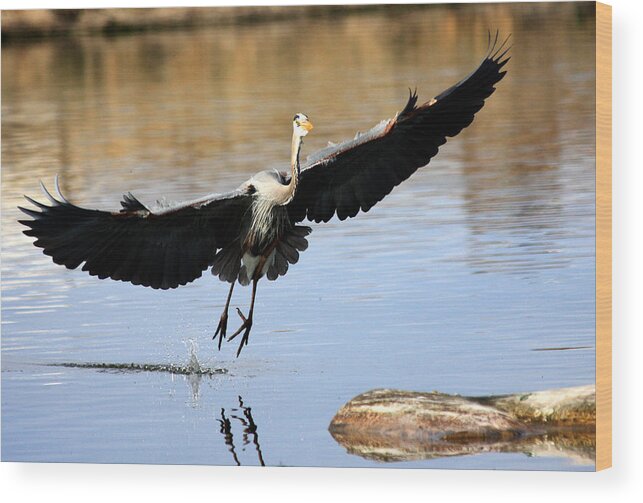 Great Blue Heron Wood Print featuring the photograph A Perfect Landing by Shane Bechler