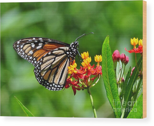 Butterfly Wood Print featuring the photograph A Place To Settle Down by Kathy Baccari