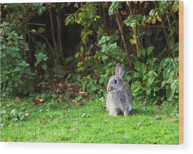 Grass Wood Print featuring the photograph A Rabbit On The Grass by John Short / Design Pics