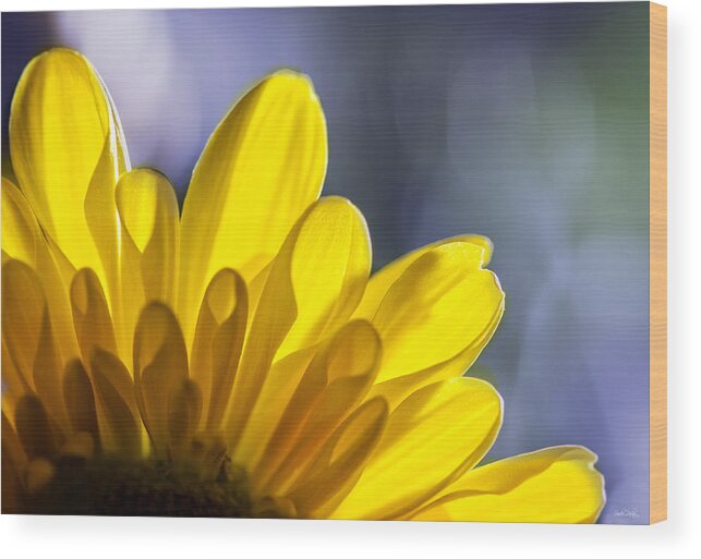 Floral Wood Print featuring the photograph A Ray Of Sunshine by Sandra Parlow