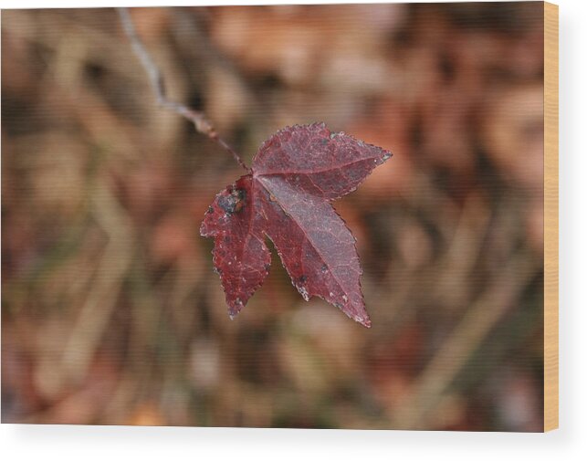 Autumn Wood Print featuring the photograph A Single Leaf by Karen Harrison Brown