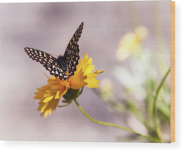 Butterfly Wood Print featuring the photograph A Sip of Coreopsis by Caitlyn Grasso