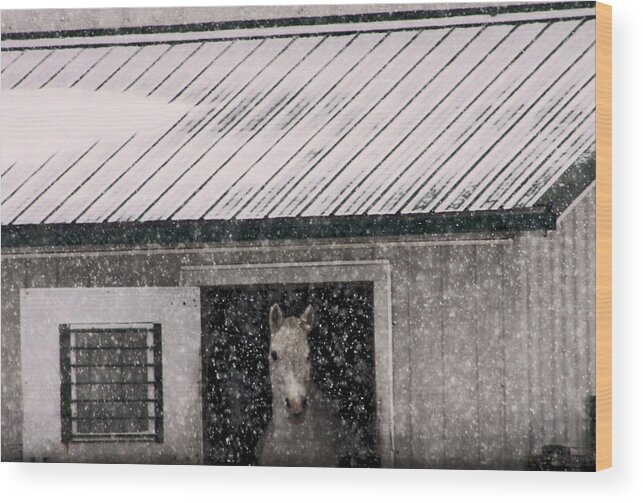 Horse Wood Print featuring the photograph A Snowfall at the Stable by Bruce Patrick Smith
