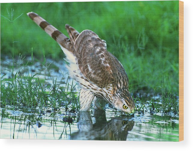 Cooper's Hawk Wood Print featuring the photograph A Wild Juvenile Cooper's Hawk Drinks from a Pond by Dave Welling