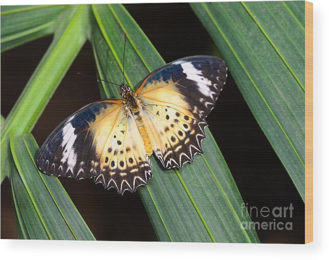 Leopard Lacewing Wood Print featuring the photograph Butterfly on Leaves by Tamara Becker