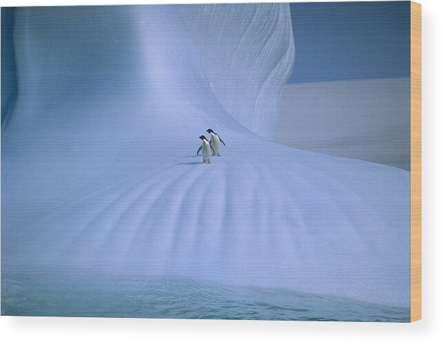 Feb0514 Wood Print featuring the photograph Adelie Penguins On Iceberg Antarctica by Peter Sinden