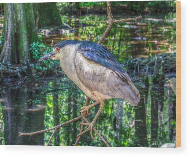 Adult Wood Print featuring the photograph Adult Nycticorax Nycticorax by Traveler's Pics