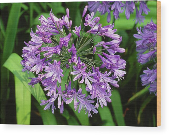 African Blue Lily. (agapanthus Praecox Subsp. Orientalis) Wood Print by  Adrian Thomas/science Photo Library - Pixels