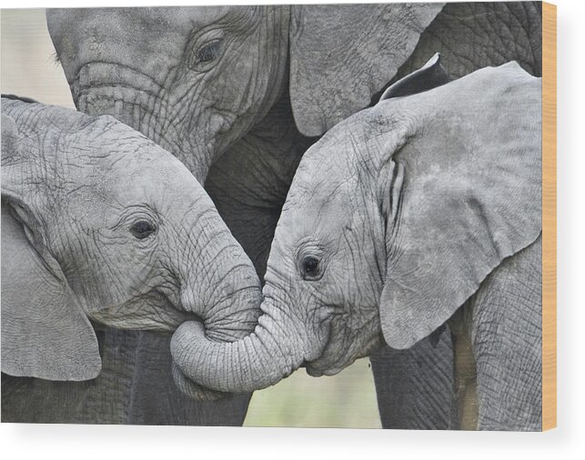 Photography Wood Print featuring the photograph African Elephant Calves Loxodonta by Panoramic Images