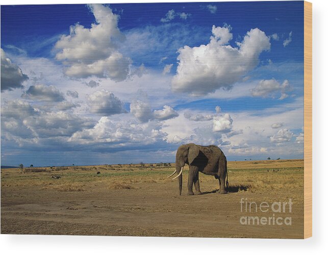 00344759 Wood Print featuring the photograph African Elephant Walking in Masai Mara by Yva Momatiuk John Eastcott