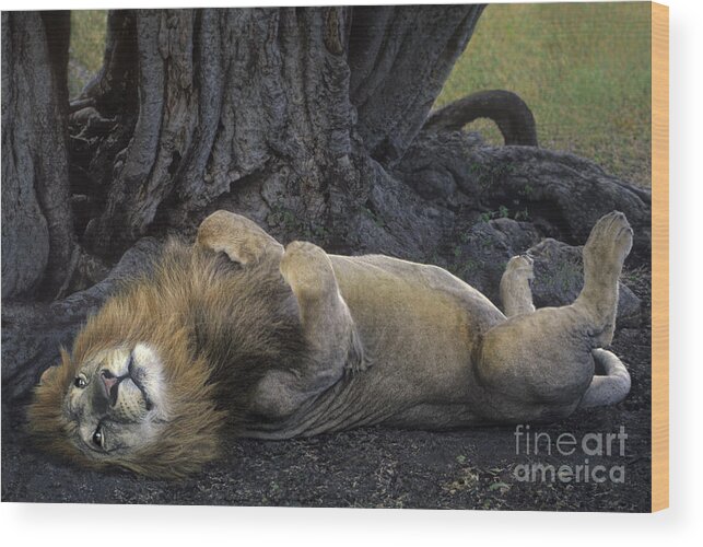 Dave Welling Wood Print featuring the photograph African Lion Panthera Leo Wild Kenya by Dave Welling