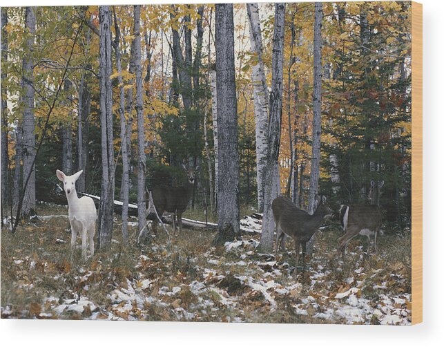 Nature Wood Print featuring the photograph Albino And Normal White-tailed Deer by Thomas & Pat Leeson