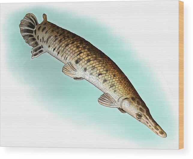 Illustration Wood Print featuring the photograph Alligator Gar by Roger Hall
