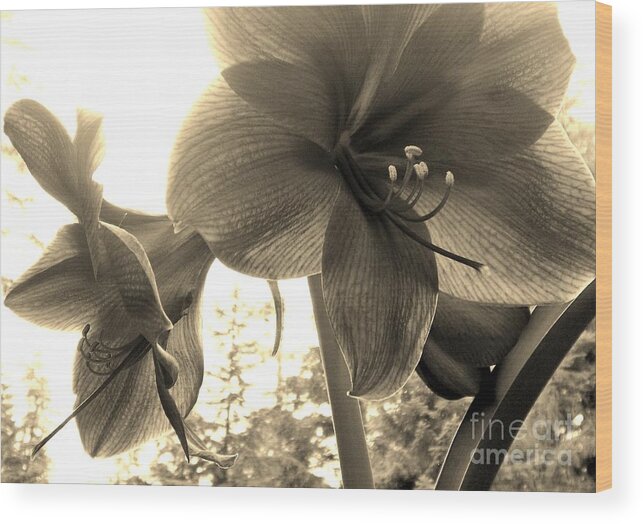 Flowers Wood Print featuring the photograph Amaryllis in Bloom by Laura Wong-Rose