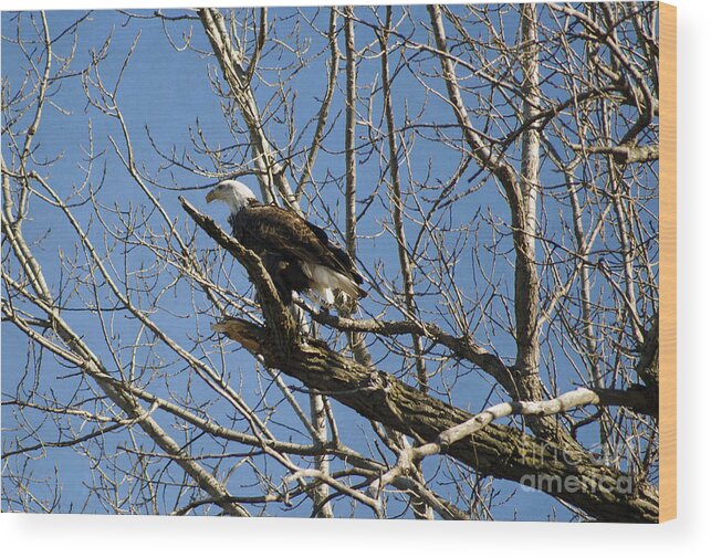 American Bald Eagle In Illinois Wood Print featuring the photograph American Bald Eagle in Illinois by Luther Fine Art