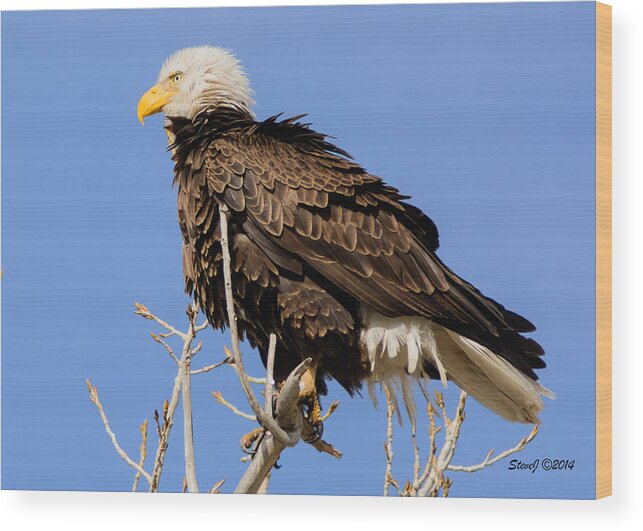 American Bald Eagle Wood Print featuring the photograph American Bald Eagle Standing Proud by Stephen Johnson