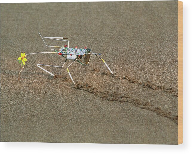 Unibug 1.0 Wood Print featuring the photograph Analogue Robot Insect by Peter Menzel/science Photo Library