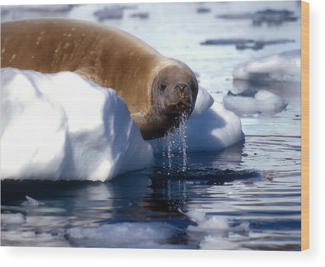 Crabeater Seal Wood Print featuring the photograph Antarctic crabeater seal by Dennis Cox