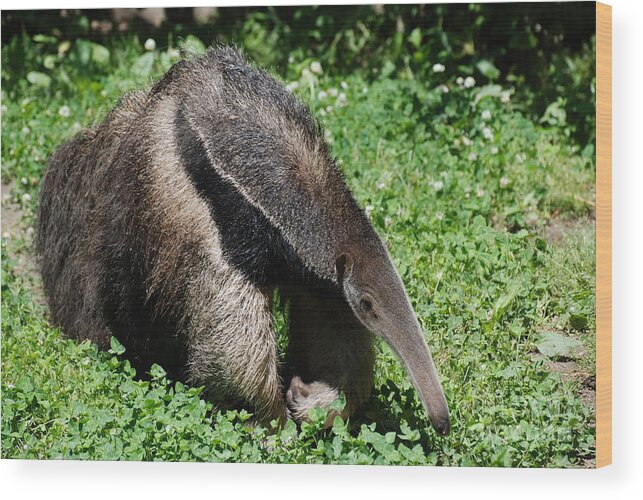 Anteater Wood Print featuring the photograph Anteater by DejaVu Designs