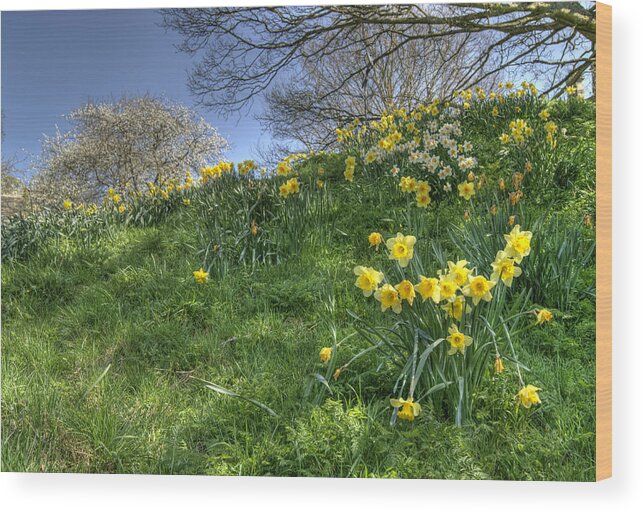 April Wood Print featuring the photograph April Morning by David Birchall