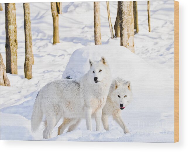 Arctic Wolves Wood Print featuring the photograph Arctic Wolves by Cheryl Baxter