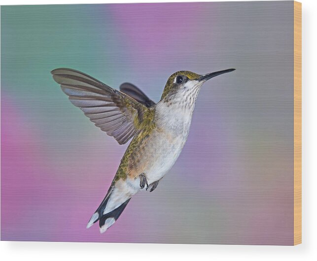 Ruby-throated Hummingbird Wood Print featuring the photograph Ascending by Leda Robertson