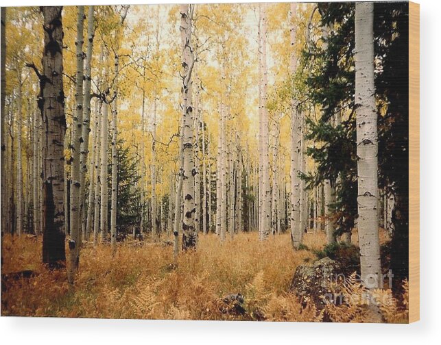 Landscape Wood Print featuring the photograph Aspens by Fred Wilson