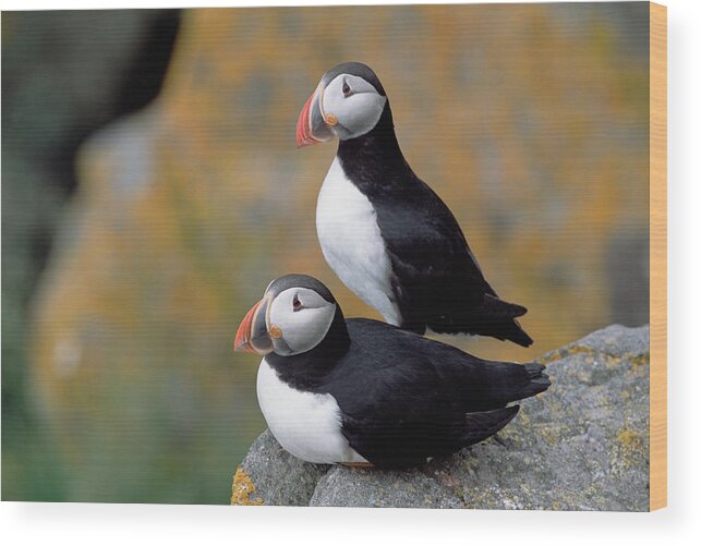 00342608 Wood Print featuring the Atlantic Puffins On Cliff Newfoundland by Yva Momatiuk John Eastcott