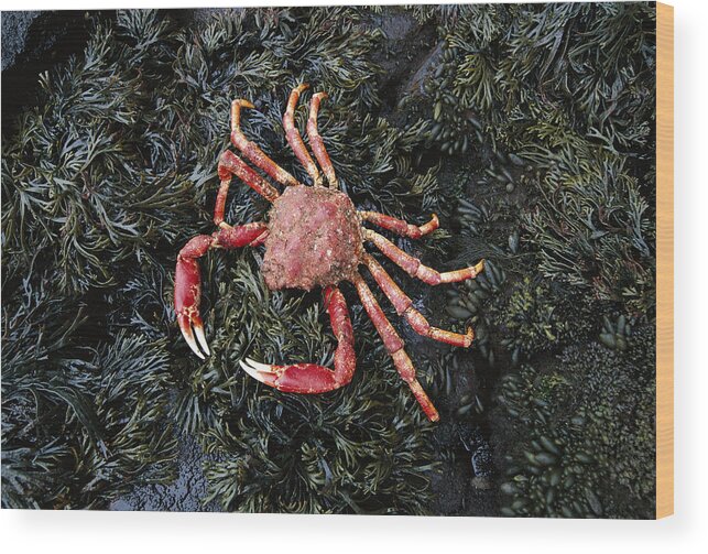 Feb0514 Wood Print featuring the photograph Auckland Island Spider Crab Auckland by Tui De Roy