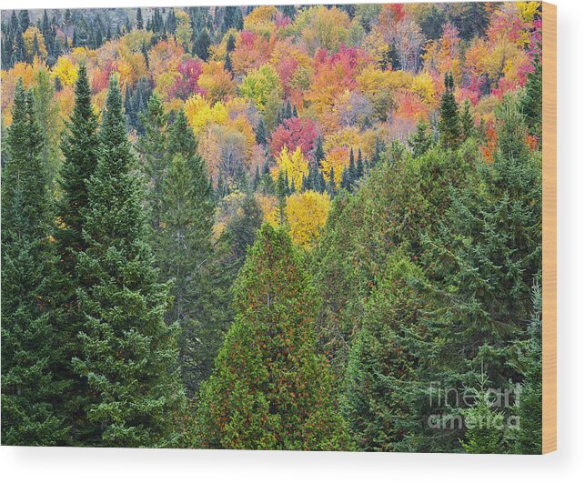 Fall Wood Print featuring the photograph Autumn Forest by Alan L Graham