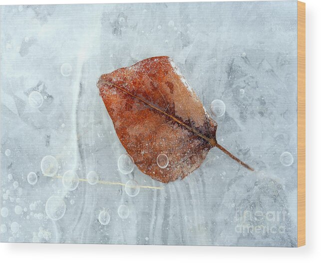 Ice Wood Print featuring the photograph Autumn Frozen by Michael Dawson