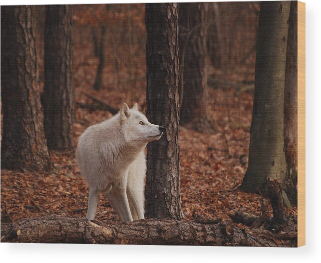 Wolf Wood Print featuring the photograph Autumn Gaze by Lori Tambakis