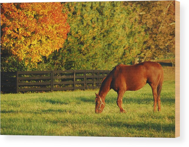 Horse Wood Print featuring the photograph Autumn Grazing by James Kirkikis