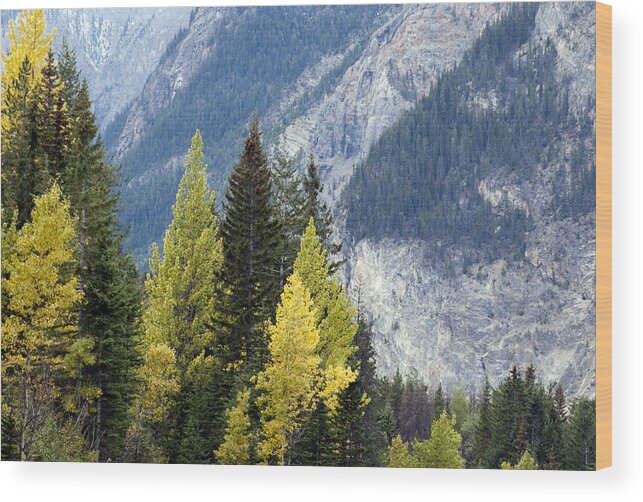 Trees Wood Print featuring the photograph Autumn in the Rockies by Robin Webster