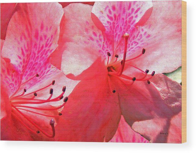 Plants Wood Print featuring the photograph Azaleas Upclose by Duane McCullough