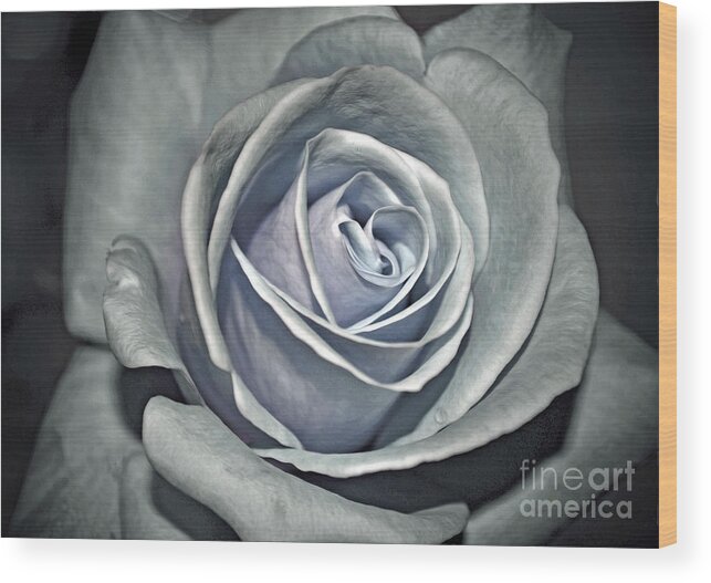 Rose Wood Print featuring the photograph Baby Blue Rose by Savannah Gibbs