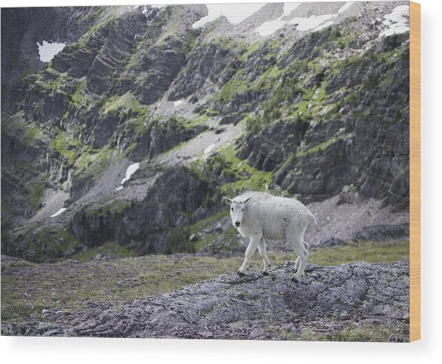 Alex Blondeau Wood Print featuring the photograph Baby Mountain Goat at Comeau Pass by Alex Blondeau