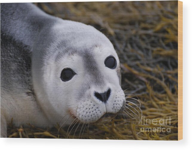 Seal Wood Print featuring the photograph Baby Seal by DejaVu Designs