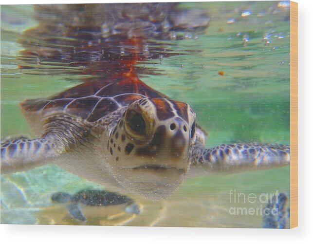 Turtle Wood Print featuring the photograph Baby turtle by Carey Chen