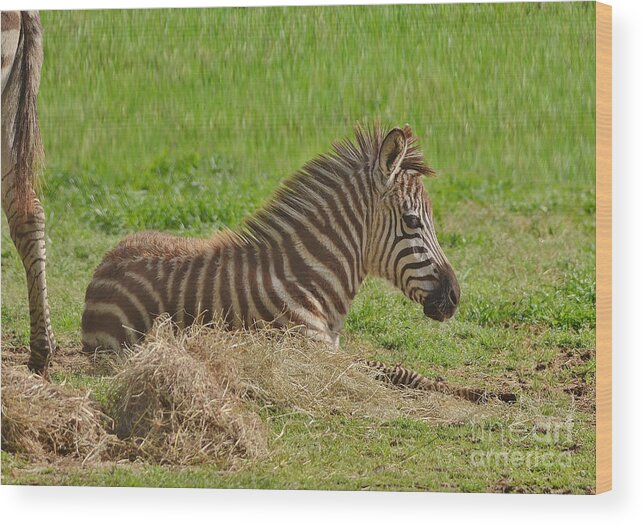 Zebra Wood Print featuring the photograph Baby Zebra Resting by Kathy Baccari