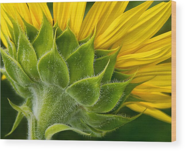 Back Of Sunflower Wood Print featuring the photograph Back of Sunflower by Carolyn Derstine