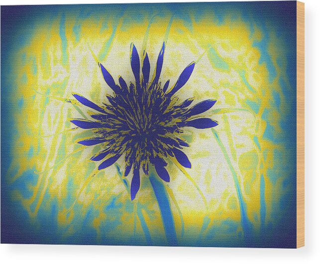 Flower Wood Print featuring the digital art Backlit Goat's Beard by Lisa Holland-Gillem