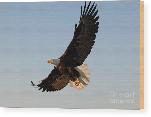 Animal Wood Print featuring the photograph Bald Eagle Flying with Fish in its Talons by Stephen J Krasemann