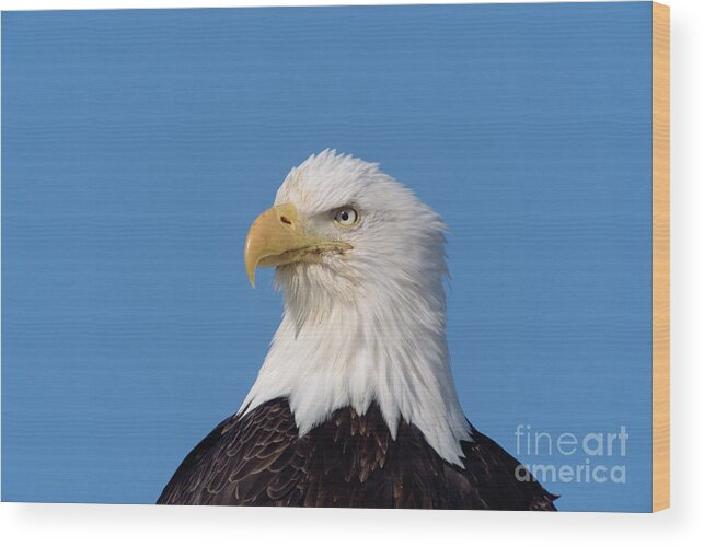 00343329 Wood Print featuring the photograph Bald Eagle In Alaska by Yva Momatiuk John Eastcott