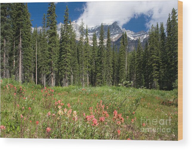 Indian Paintbrush Wood Print featuring the photograph Banff Wildflowers by Chris Scroggins
