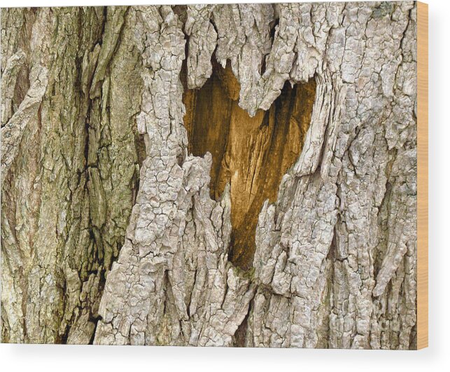 Tree Wood Print featuring the photograph Bark Heart by Deborah Johnson