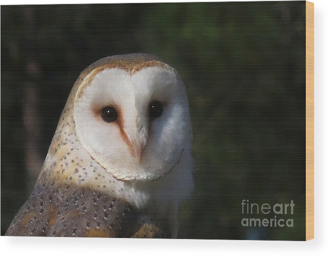 Nature Wood Print featuring the photograph Barn Owl by Deborah Smith
