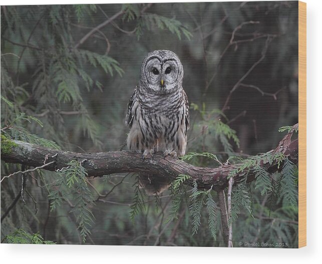 Barred Owl Wood Print featuring the photograph Barred Owl Stare down by Daniel Behm